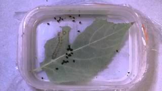 Timelapse of Fall Webworm Feeding アメリカシロヒトリ亜終齢幼虫（蛾）の食事：微速度撮影 [upl. by Valenka]