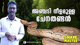 Wow Vava Suresh rescues 5 feet long Russell’s Viper  Snakemaster  Latest Episode [upl. by Sirenay]