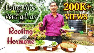 Can Aloe Vera Gel be used as ROOTING Hormone [upl. by Aubyn]