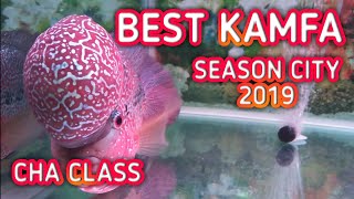 BEST KAMFA INDONESIA SEASON CITY JULI 2019  ikan louhan tercantik [upl. by Lucita]