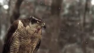 Azor accipiter gentilis a cámara lenta [upl. by Gnouv]