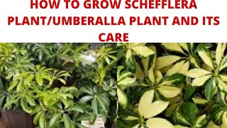 HOW TO GROW SCHEFFLERA PLANTUMBERALLA PLANTS AND ITS CARE IN HINDIURDU 2020 [upl. by Pammi810]