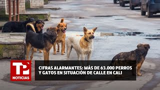 Cifras alarmantes más de 63000 perros y gatos en situación de calle en Cali 27072024TPNoticias [upl. by Ahseekat58]