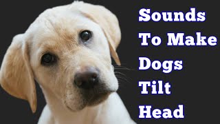 Dog Sounds To Make Them Tilt Their Head [upl. by Mendes]