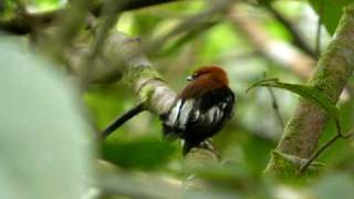 Clubwinged Manakins displaying [upl. by Ahsen718]