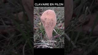 𝐂𝐋𝐀𝐕𝐀𝐈𝐑𝐄 𝐄𝐍 𝐏𝐈𝐋𝐎𝐍 Plus Dinfos Clic ici 🌲🍄🌳 [upl. by Zippel]