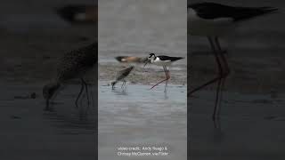 Blacknecked Stilt And Its Comically Long Legs shorebirds birds [upl. by Bernstein]