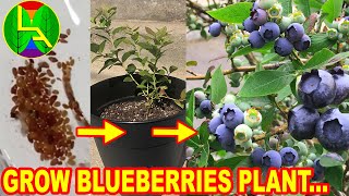 How to grow blueberries at home [upl. by Hume]