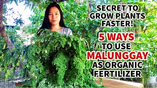 HOW TO MAKE MALUNGGAY FERTILIZER IN 5 WAYS  PAANO GUMAWA NG MALUNGGAY SUPER FERTILIZER SA HALAMAN [upl. by Nyleek823]