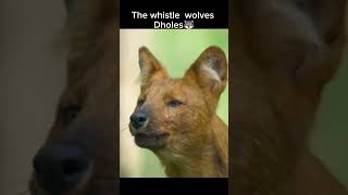 Meet the whistle wolves Dholes🐺🐺 [upl. by Paryavi639]