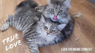 Maine coon love  even after seven months mother still washes her kitten every day [upl. by Haslett]