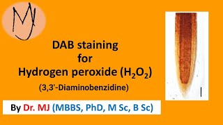 DAB Diaminobenzidine staining Arabidopsis roots stress DoctorTutors [upl. by Kenny]