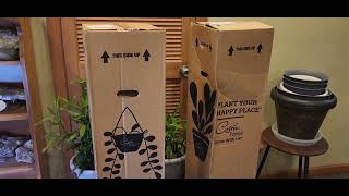 I Bought A Mail Order Cat Palm Plants From Costa Farms 🌿 What Is My Impression  Unboxing [upl. by Kruse]