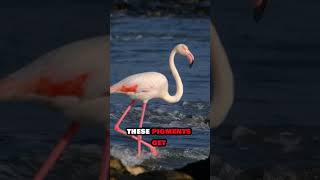 Flamingos The Surprising Truth About Their Pink Color 🦩 shorts flamingo facts animals wildlife [upl. by Assirehc183]