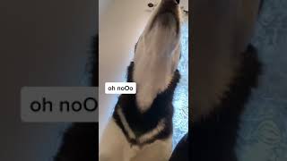 My Husky Speaks English [upl. by Lulita]