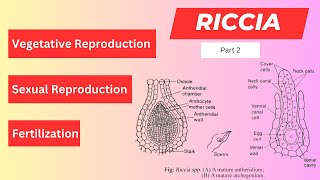 Riccia Reproduction  Vegetative Reproduction in Riccia  Sexual Reproduction in Riccia  Bryophyte [upl. by Elletnohs]