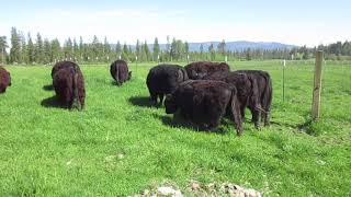 American Galloway Breeders Association [upl. by Elwira]