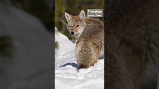 The magnificent Canines COYOTES From North America viralvideo animals animals wildlife [upl. by Vijar608]