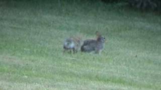 Wild rabbits fighting [upl. by Bratton]