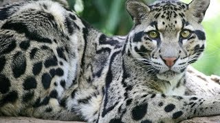 Leopardo nublado se extingue [upl. by Cam]