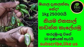 Natural cardamom cultivation in Sri Lankan forest so expensiv Elettaria cardamomum දේශිය එනසාල් [upl. by Etteloiv570]