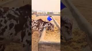 Results of Kanhaiya gir cow  top gir breeding farm in haryana Naloi [upl. by Akived]