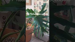 필로덴드론 신엽 나오는 모습 호프셀렘 키우기 Philodendron selloum 호프셀렘식물타임랩스 plant식집사 [upl. by Dirgni961]