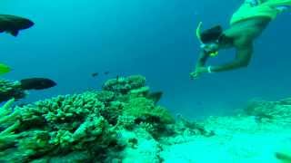 Morena fish wildlife  Muraena fish wildlife  MaldivesDiscover real MaldivesFree Diving [upl. by Relyt]