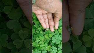 The Great Oxalis Boom Why Everyone Wants These Plants🍀🍀 shorts viral viralvideo oxalisplants [upl. by Osrick]