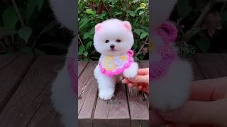 How to buy this cute dog  Pomeranian Dog Price In India  viral shorts video trending cute [upl. by Eanaj]