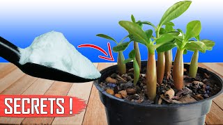 3 GARDENING SECRETS TO GROWING ADENIUM FROM SEEDS  HOW TO GROW ADENIUM [upl. by Aihselat]