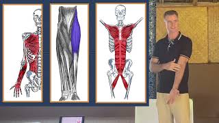 Meridian Connections Myofascial Anatomy amp the Jue Yin Yang Ming and Tai Yin Meridians [upl. by Zanlog]