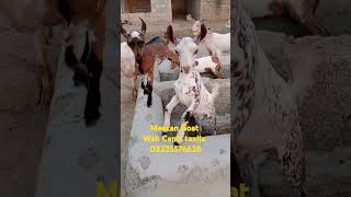 Barbari bakri bachay jora for salemale female [upl. by Eelrebma48]