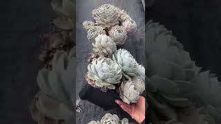 Echeveria Onslow succulent plants garden cactus shots [upl. by Lil406]