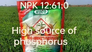 NPK 12610 mono ammonium phosphate high source of phosphorus price result dosage [upl. by Yreneh734]