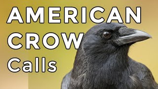 American Crow Calls 2024  3 MOST COMMON Sounds You Will Hear [upl. by Hayimas]