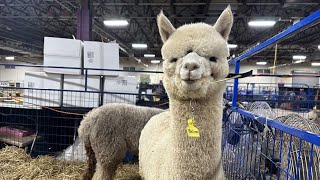 Eastern Alpaca Jamboree takes over Farm Show Complex [upl. by Chao699]