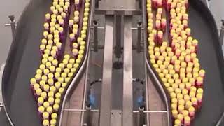 Dual Inline Accumulation Conveyor [upl. by Gavin725]