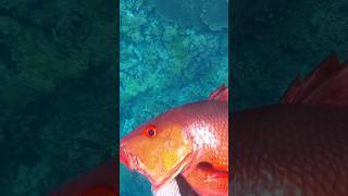 spearfishing red snapper kakap merah fishing spearfishingindonesia fish [upl. by Nahtonoj]