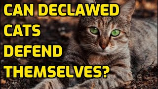 Can A Declawed Cat Survive Outside [upl. by Clark]