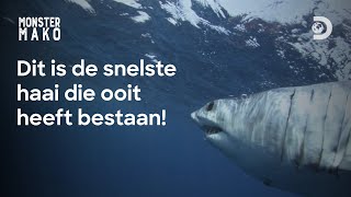 Kunnen we de haai Monster Mako binnenkort spotten in Nederland  Shark Week [upl. by Turne697]