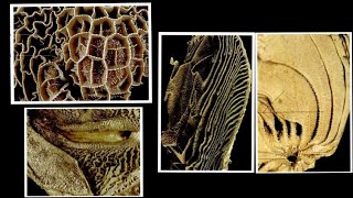 Ruminant Stomach  Reticulum  Omasum  Abosmasm  Splanchnology by Dr Nidhi Gupta  NDVSU [upl. by Amoritta]