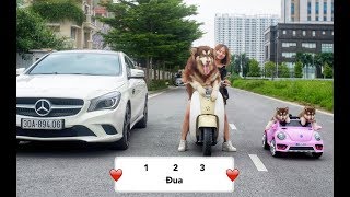 Chó Mật đi đua xe với chủ  Alaska Dog Go racing  Mật Pet Family [upl. by Boggs]