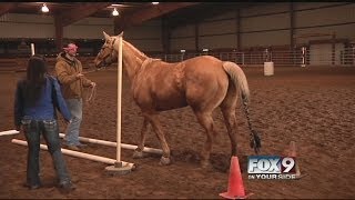 Equine assisted therapy helps overcome social anxieties [upl. by Iclek582]