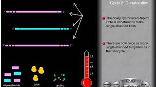 PCR and site directed mutagenesis [upl. by Notna933]