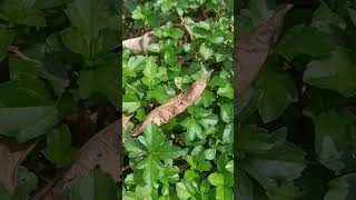 Fake manjal karisalankanni localplants lowcostgardening gardening garden tips in tamil [upl. by Haman]