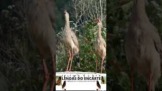 Seriema ou Red legged lendasdoencarte aves sariemanagement fauna brasil bird passaros birds [upl. by Neiht682]