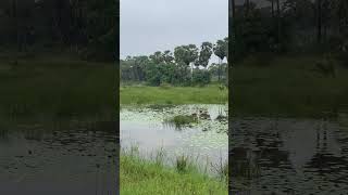 அழகிய குளம்  Beautiful village lake tamilnadu villagelife tamilshorts beautiful [upl. by Epilef]