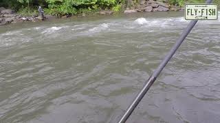 Fly Fishing  Esopus Creek Sep 30 2018 [upl. by Lawtun]