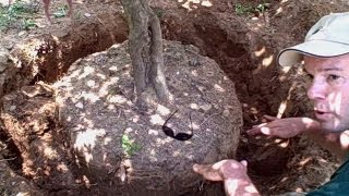 How to Transplant a Tree or Shrub  Newtown CT Landscaper  Landscape Designer [upl. by Anoniw]